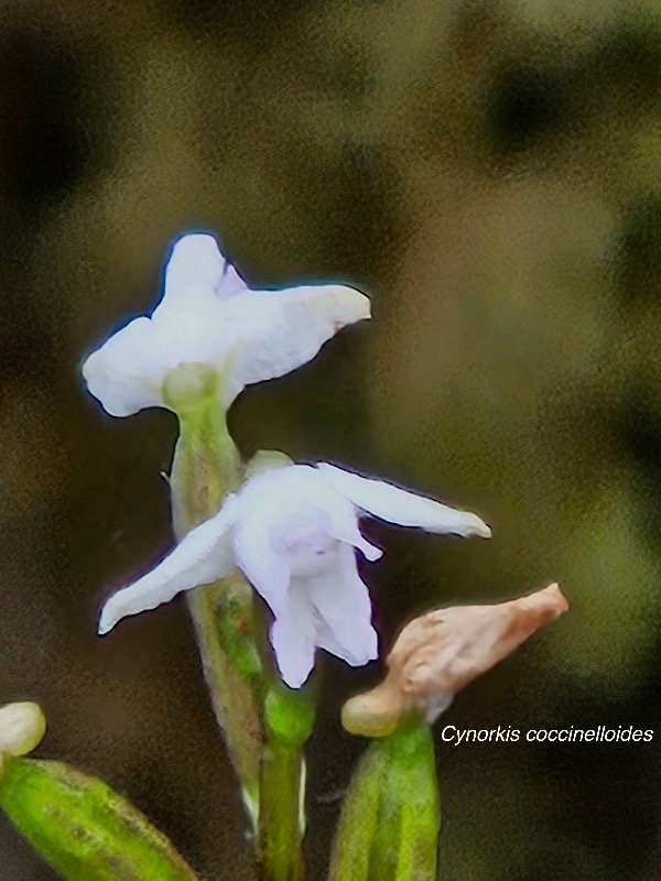 Cynorkis coccinelloides Orchidaceae Indigène La Réunion 23.jpeg