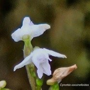 Cynorkis coccinelloides Orchidaceae Indigène La Réunion 23.jpeg