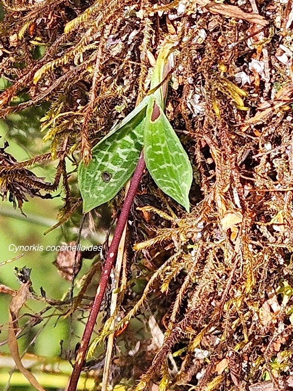 Cynorkis coccinelloides Orchidaceae Indigène La Réunion 54.jpeg