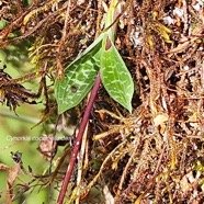 Cynorkis coccinelloides Orchidaceae Indigène La Réunion 54.jpeg