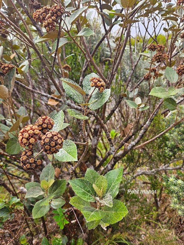 Dombeya ficulnea Petit mahot Malvaceae Endémique La Réunion 48.jpeg