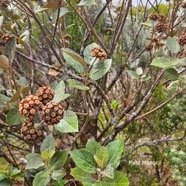 Dombeya ficulnea Petit mahot Malvaceae Endémique La Réunion 48.jpeg