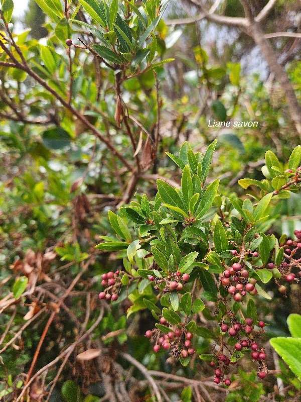 Embelia angustifolia Liane savon Primulaceae Endémique La Réunion, Maurice 45.jpeg