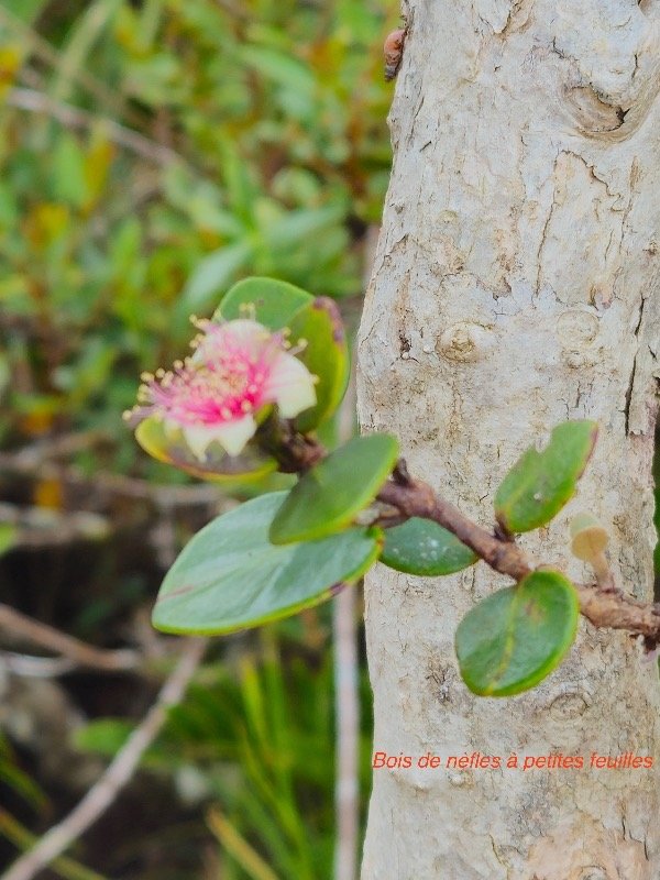 Eugenia buxifolia Bois de nèfles à petites feuilles Myrtaceae Endémique La Réunion 34.jpeg