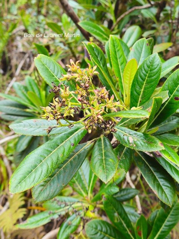 Forgesia racemosa Bois de Laurent Martin Es calloniaceae Endémique La Réunion 28.jpeg