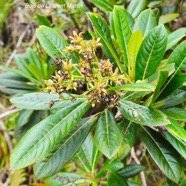 Forgesia racemosa Bois de Laurent Martin Es calloniaceae Endémique La Réunion 28.jpeg