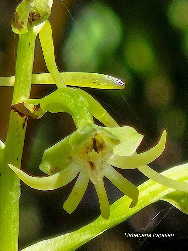 Habenaria frappieri Orchidaceae Endémique La Réunion 36.jpeg