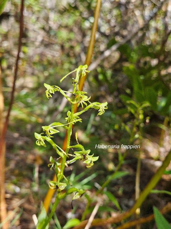 Habenaria frappieri Orchidaceae Endémique La Réunion 42.jpeg