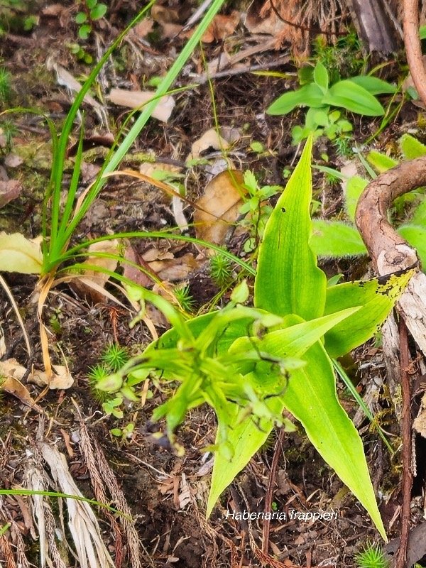 Habenaria frappieri Orchidaceae Endémique La Réunion 49.jpeg