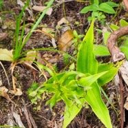 Habenaria frappieri Orchidaceae Endémique La Réunion 49.jpeg