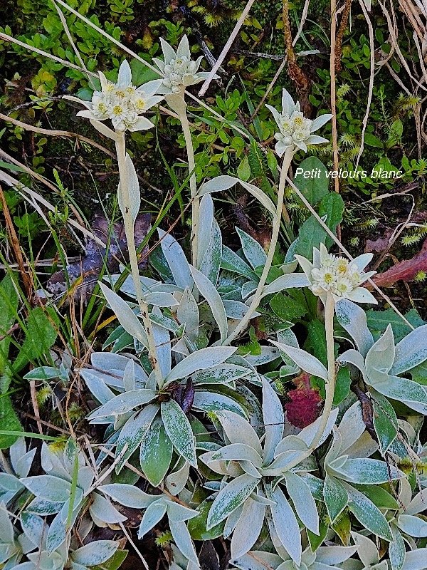 Helichrysum arnicoides Petit velours blanc  Asteraceae Endémique La Réunion 47.jpeg