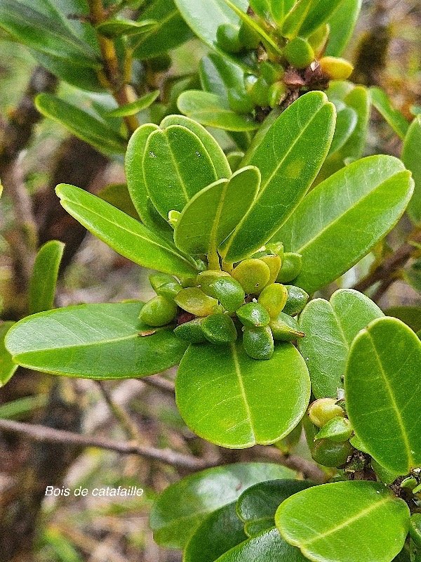 Melicope coodeana Bois de catafaille R utaceae Endémique La Réunion 06.jpeg
