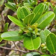 Melicope coodeana Bois de catafaille R utaceae Endémique La Réunion 06.jpeg