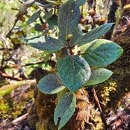 Monimia ovalifolia Mapou à petites feuilles Monimiaceae Endémique La Réunion, Maurice 25.jpeg