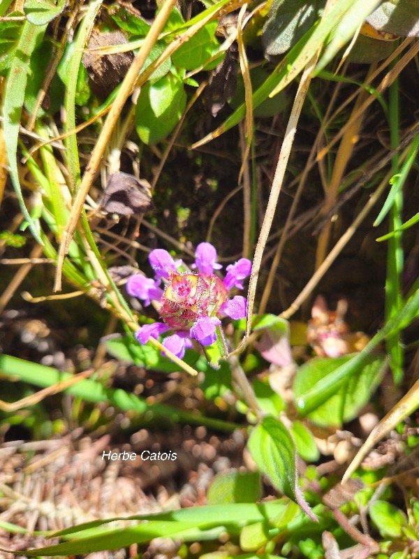 Prunella vulgaris Herbe Catois Lamiaceae E E 52.jpeg