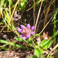 Prunella vulgaris Herbe Catois Lamiaceae E E 52.jpeg