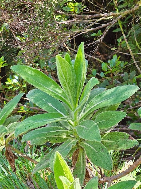 Psiadia anchusifolia Bouillon blanc Asteraceae Endémique La Réunion 57.jpeg