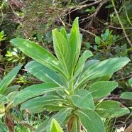 Psiadia anchusifolia Bouillon blanc Asteraceae Endémique La Réunion 57.jpeg