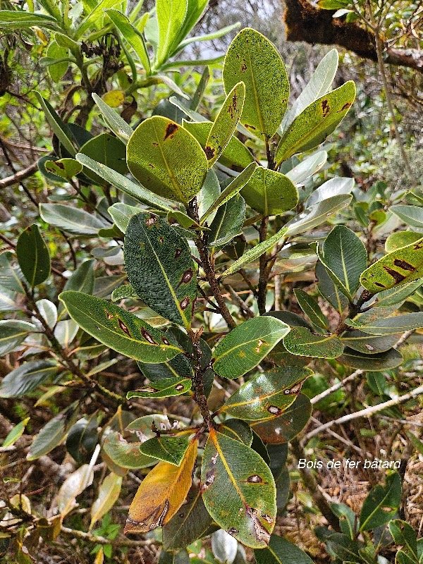 Sideroxylon borbonicum Bois de fer bâtard Sapotaceae Endémique La Réunion 08.jpeg