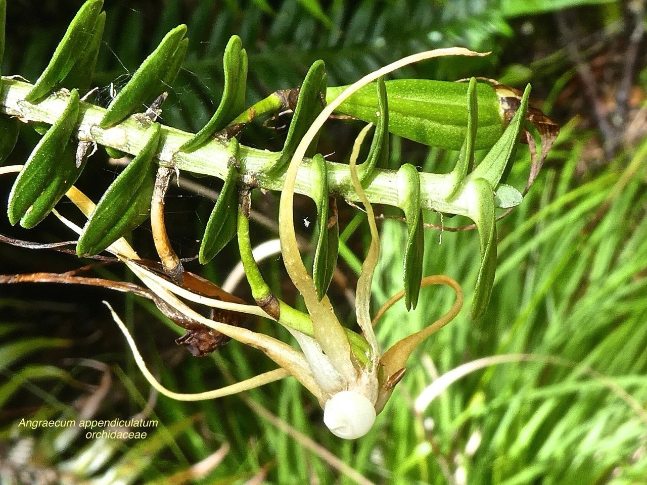 Angraecum appendiculatum .fleur et fruit .orchidaceae P1500756.jpeg