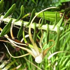Angraecum appendiculatum .fleur et fruit .orchidaceae P1500756.jpeg