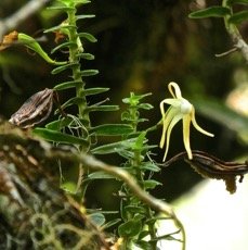 Angraecum appendiculatum .orchidaceae P1500734.jpeg