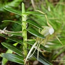Angraecum appendiculatum. orchidaceae   endemique Reunion P1500702.jpeg
