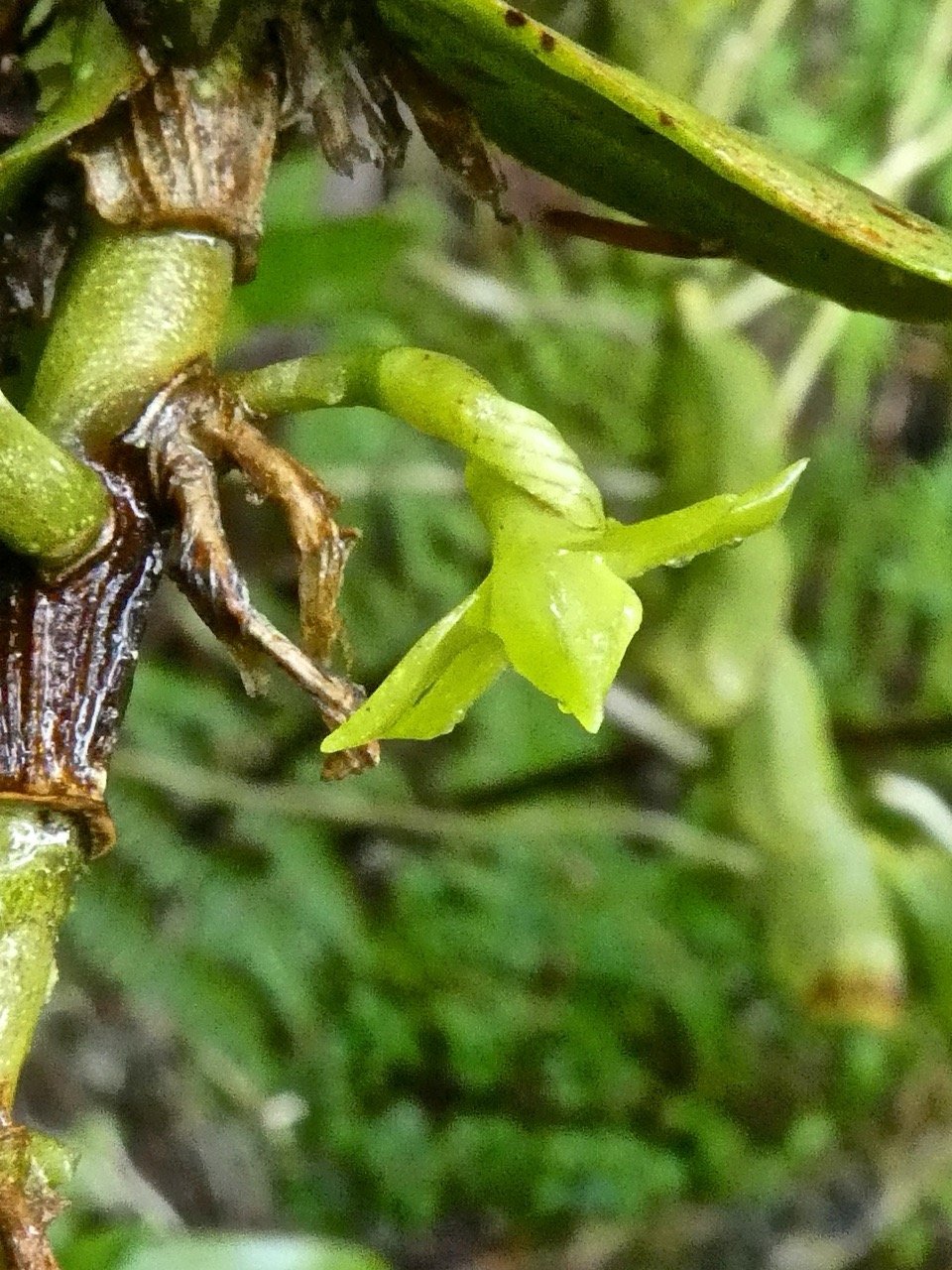 Angraecum costatum . orchidaceae endemique Reunion P1500866 2.jpeg