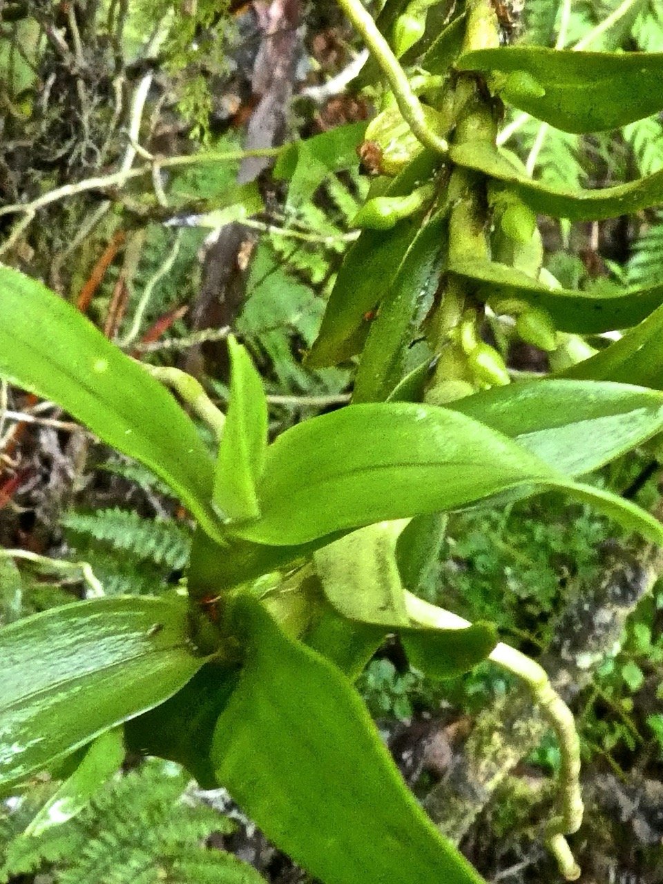 Angraecum costatum .orchidaceae  endemique Reunion P1500877.jpeg