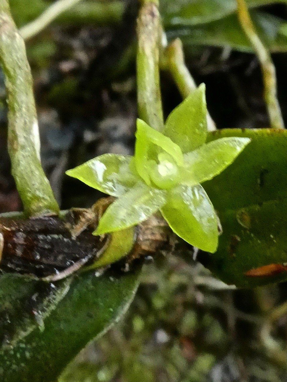 Angraecum costatum .orchidaceae endemique Reunion P1500868.jpeg