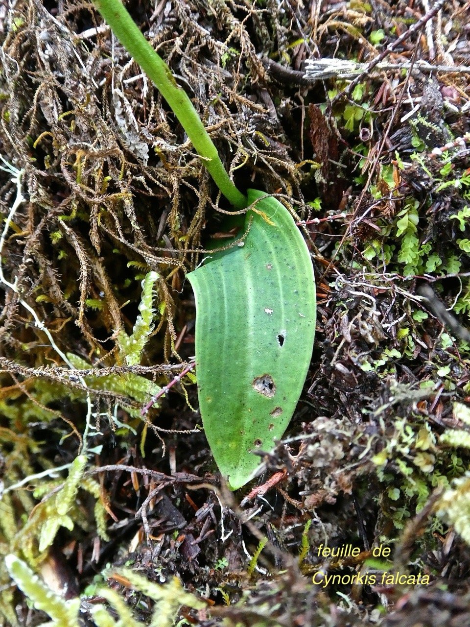 Cynorkis falcata . orchidaceae P1500825.jpeg
