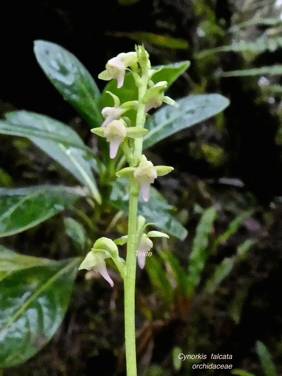 Cynorkis falcata . orchidaceae P1500848.jpeg