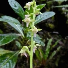 Cynorkis falcata . orchidaceae P1500848.jpeg
