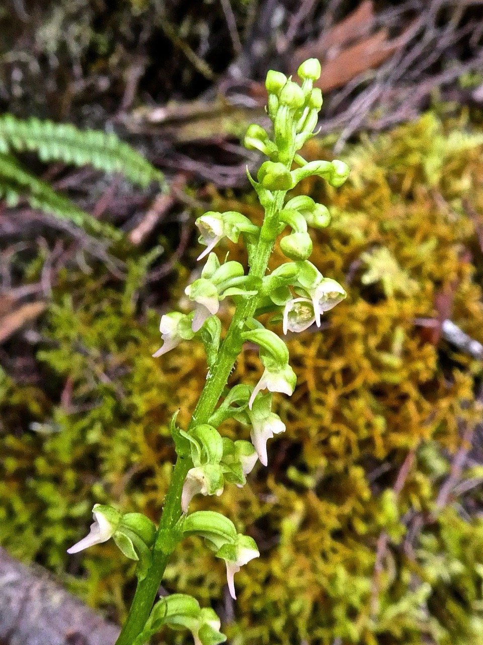 Cynorkis falcata .orchidaceae P1500796.jpeg