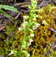 Cynorkis falcata .orchidaceae P1500796.jpeg