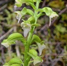 Cynorkis falcata .orchidaceae P1500803.jpeg
