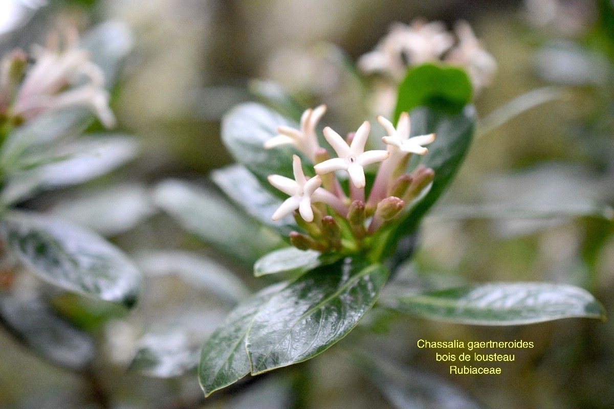 DSC_8215-2.jpeg