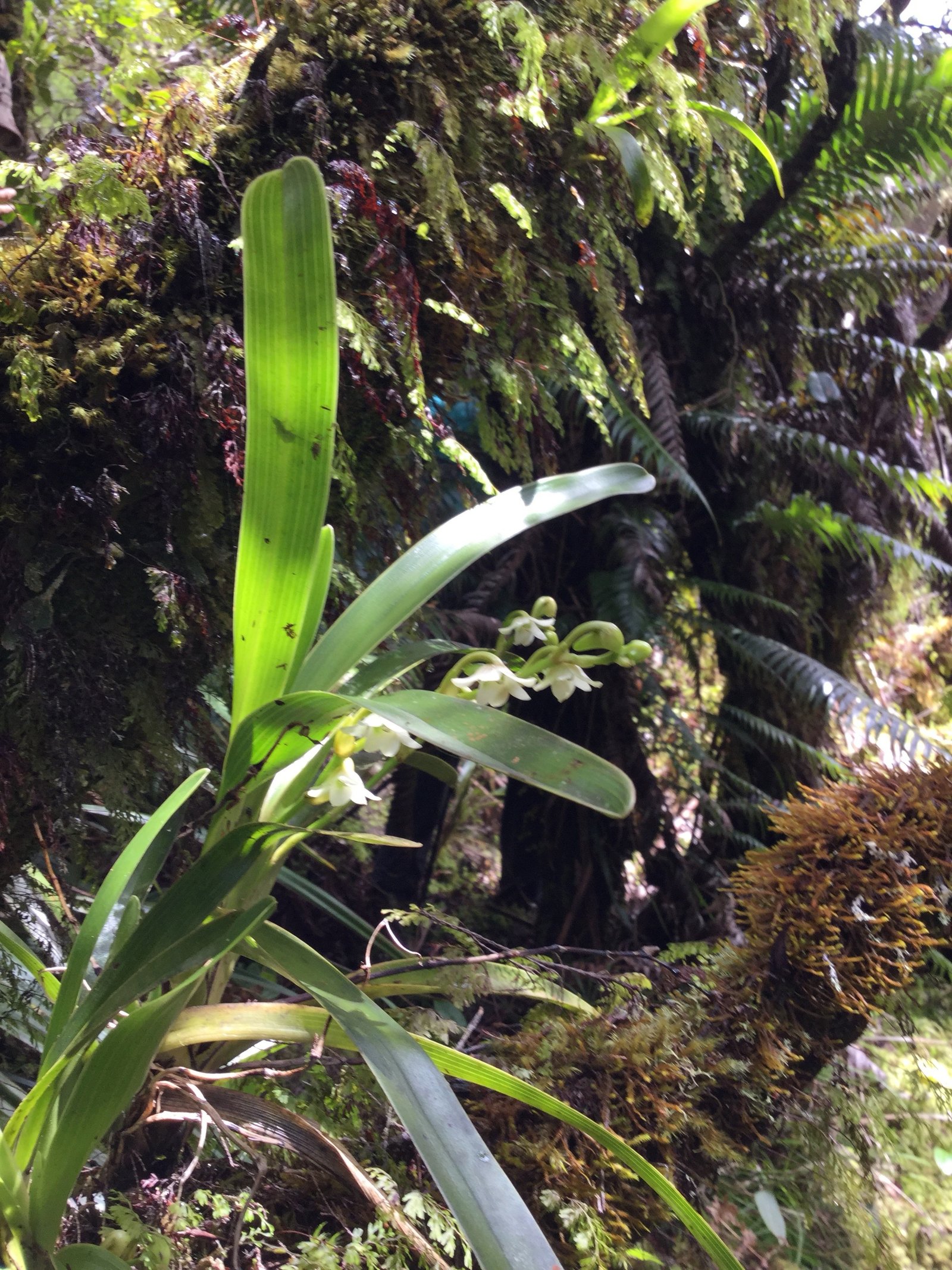 11 Angreacum striatum - Orchidaceae.jpg