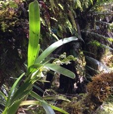 11 Angreacum striatum - Orchidaceae.jpg