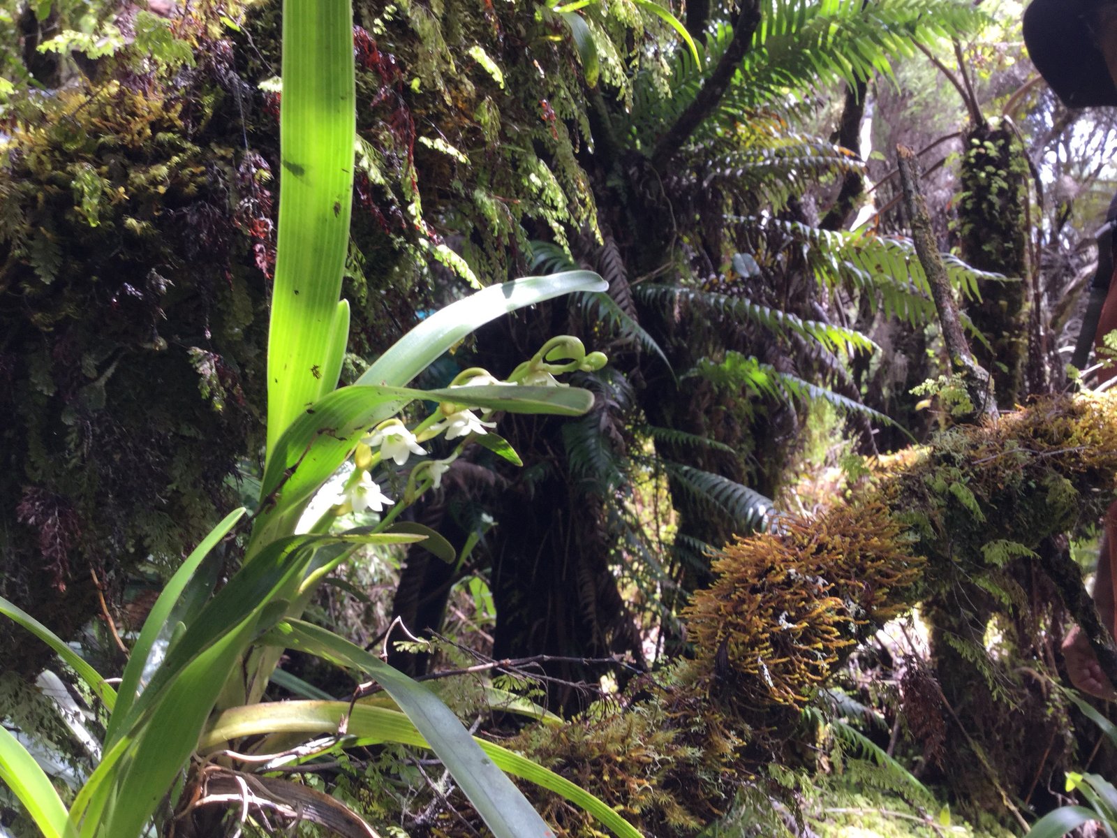 12 Angreacum striatum - Orchidaceae.jpg