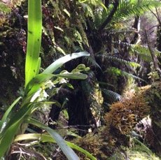 12 Angreacum striatum - Orchidaceae.jpg