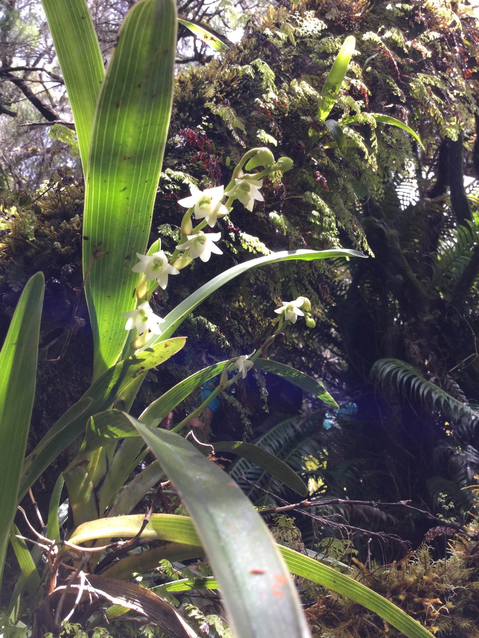 13 Angreacum striatum - Orchidaceae.jpg