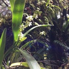 13 Angreacum striatum - Orchidaceae.jpg