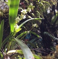 14 Angreacum striatum - Orchidaceae.jpg