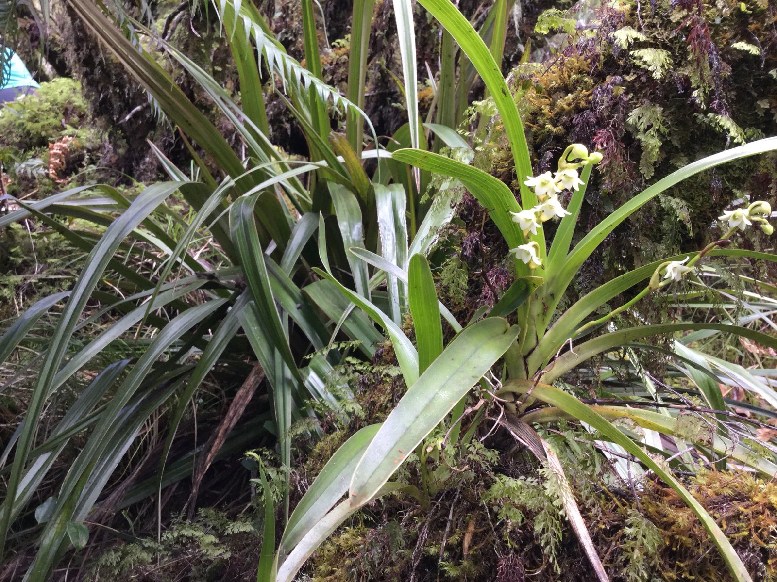 15 Angreacum striatum - Orchidaceae.jpg