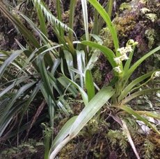 15 Angreacum striatum - Orchidaceae.jpg