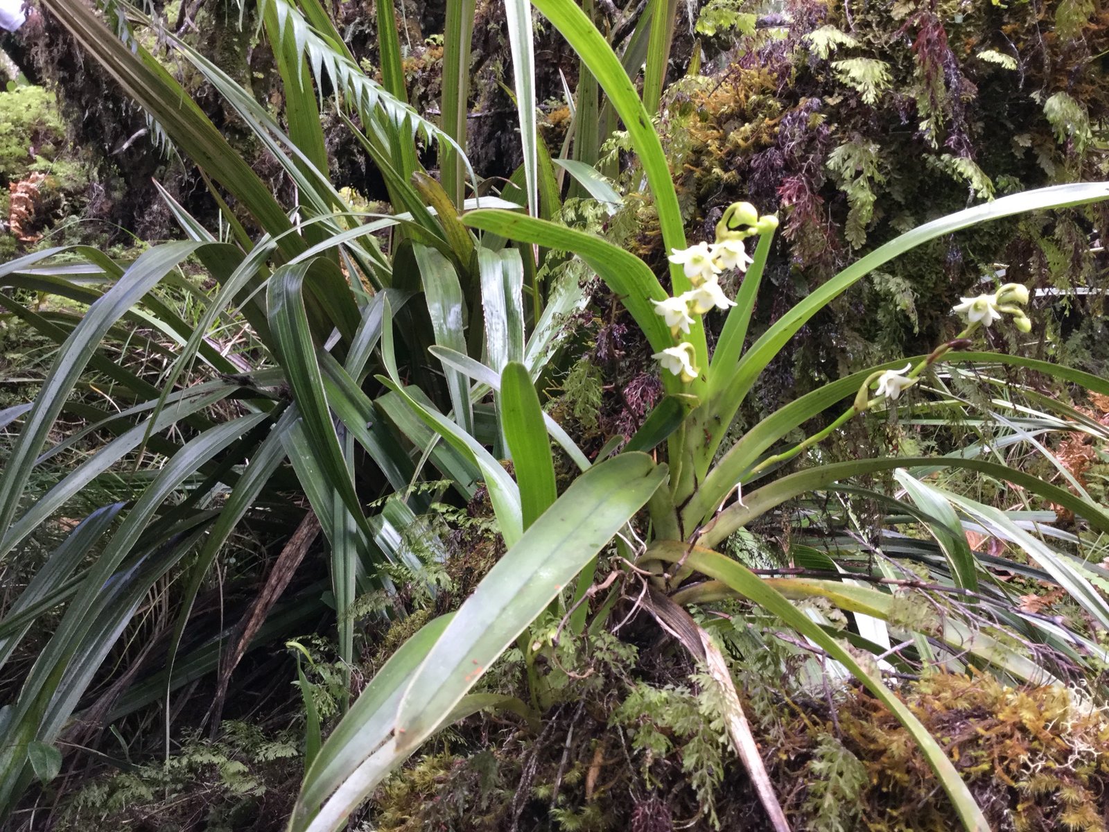 16 Angreacum striatum - Orchidaceae.jpg