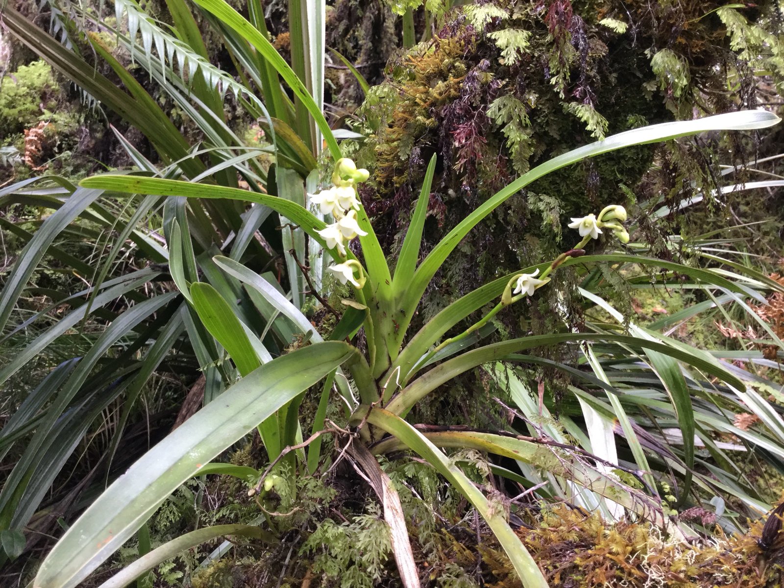 17 Angreacum striatum - Orchidaceae.jpg