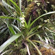 17 Angreacum striatum - Orchidaceae.jpg