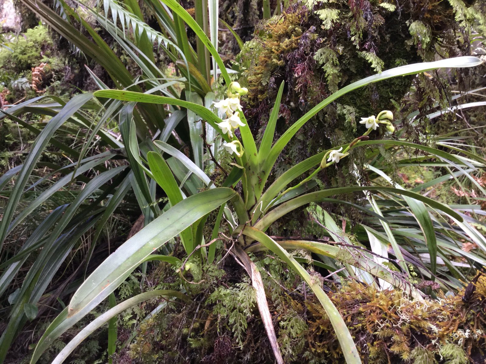 18 Angreacum striatum - Orchidaceae.jpg